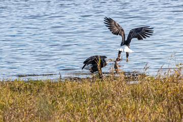 Bald eagles from Fraser river in Canada