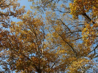 Medium close upward shot of colorful leaves of trees in autumn