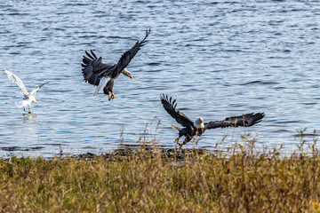 Bald eagles from Fraser river in Canada