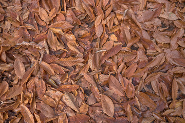 Leaves orange in autumn