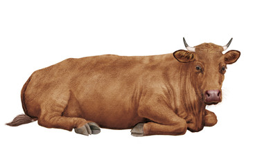 vache laitière, roux , ceinturée, ,  en repos, animal, ferme, amour, bétail, amour, taureau, gazon, boeuf, isolé, mollet, agriculture, alpage, champ, mammifère, lait, prairie, nature, exploitation lai