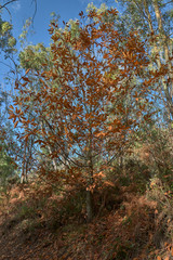 hiking in Juanar in autumn over a carpet of leaves in the forest