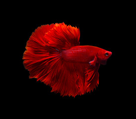 Red siamese fighting fish  in Thailand,Crowntail Betta betta fish isolated on Black background.