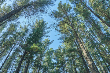 Big pines in autumn with blue sky