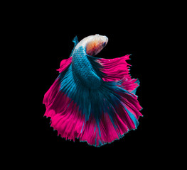Blue and pink siamese fighting fish, betta fish isolated on Black background.Crowntail Betta in Thailand.