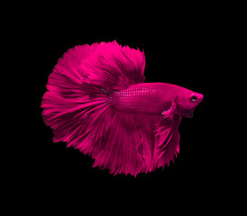 Pink siamese fighting fish  in Thailand,Crowntail Betta betta fish isolated on Black background.