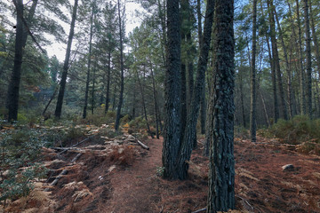 hiking in Juanar in autumn over a carpet of leaves in the forest