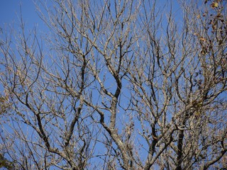Medium wide upward shot of trees with only a few leaves left at autumn
