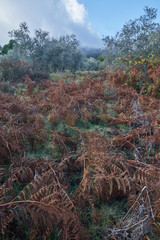 red ferns and fog in mountain