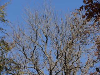 Upward shot of trees with only a few leaves left at autumn