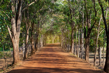 Fototapeta premium Green nature forest. Beautiful forest with country road at sunset. Colorful landscape with trees rural road orange.