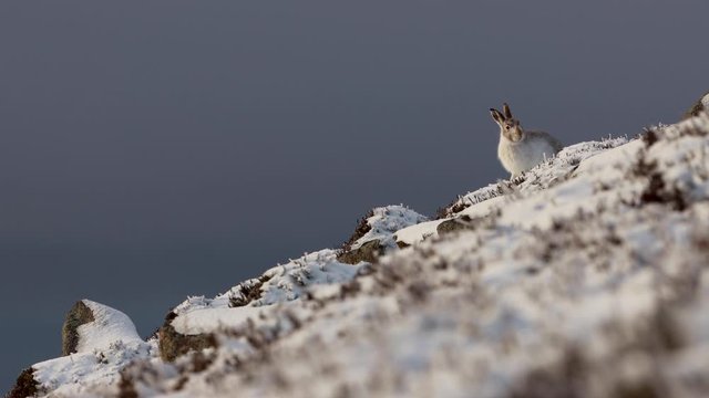 Mountain Hare, Lepus timidus, landscape showing hare within its cold snowy environment on a slope in winter during December with partial moult.