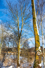 Tree trunks in yellow and green moss and snow against the blue sky. Sunny winter day. Vertical