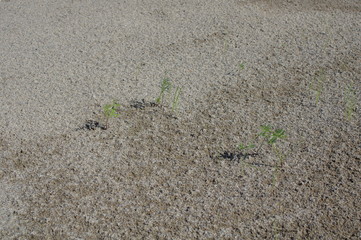 砂地に生えてる小さな植物