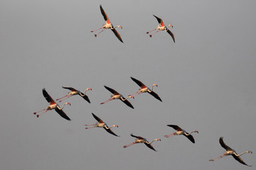 Greater flamingos in flight,  Phoenicopterus roseus, India