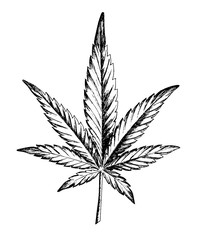 Marijuana leaf ink hand-drawn linearly black and white. Ganja weed cannabis icon. Legalize it. Stock vector illustration isolated on white background.