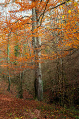 autumn in the forest