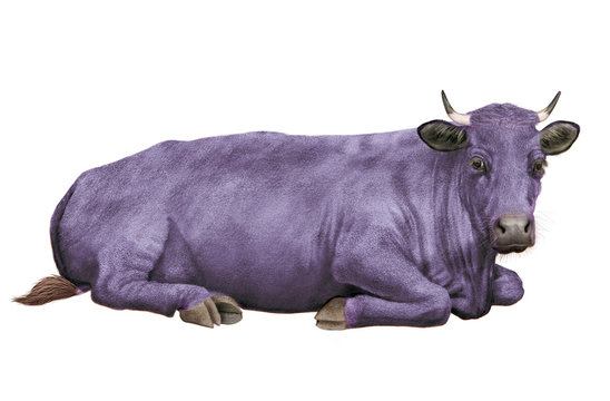 vache laiti&egrave;re, violette,  en repos, animal, ferme, amour, b&eacute;tail, amour, taureau, gazon, boeuf, isol&eacute;, mollet, agriculture, alpage, champ, mammif&egrave;re, lait, prairie, nature, exploitation laiti&egrave;re, bov