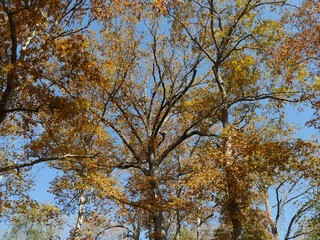 Beautiful trees showcasing the full colors of autumn