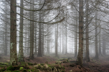 Spruce Tree Forest in thick fog