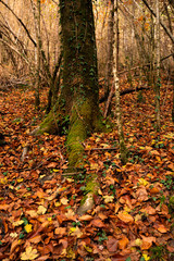 Fototapeta premium roots in autumn