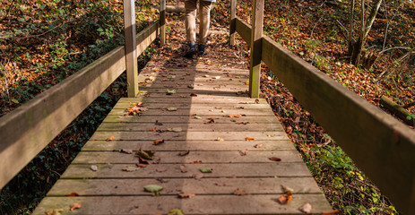 bridge in the forest