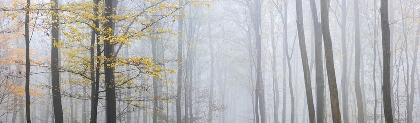 Panorama of Foggy Beech and Oak Forest in Autumn