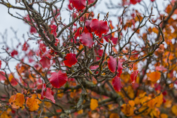 Feuilles, automne, arbre, couleurs, Auvergne