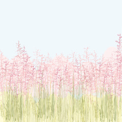  Muhlenbergia. Grass with pink blossom in South Korea. Garden cereal plants. Bouquet of decorative herbs.Pink spikelets