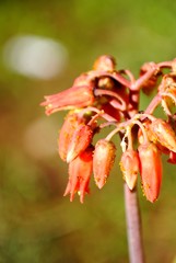 close up of a red flower