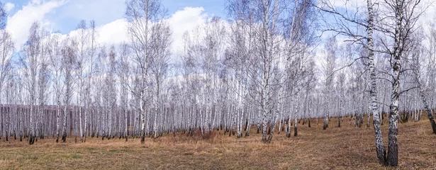 Foto auf Leinwand trees autumn birch  © Евгений Лукашенко