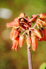 close up of bunch of red flower buds and covered by insects and ants on it - macro photography / macro flowers