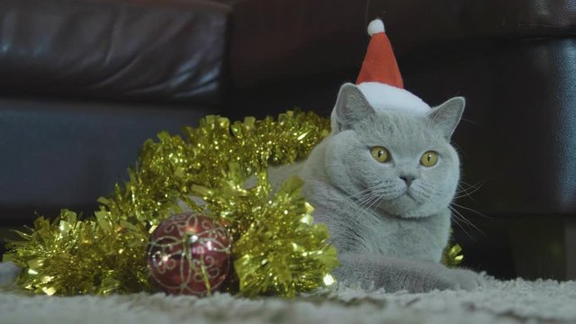 Cat in red Santa's hat sitting in christmas garland and tinsel. Cat looking funny. Portrait of cat in red christmas hat. British cat celebrate Christmas and New Year. 