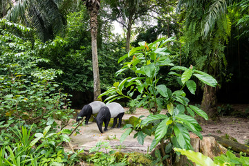 Malayan Tapir eating surrounded by trees - captive setting