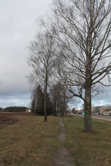 tree in the park