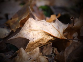 Close up of a pile of maple leaves fallen to the ground