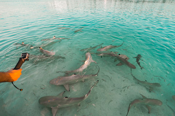 Obraz premium Feeding frenzy of blacktip reef sharks in the Maldives, as a male hand uses an action camera to film the sharks