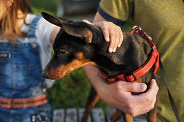 Miniature pinscher.