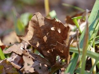 Close up of fallen maple leaves in the grass, with blurred background