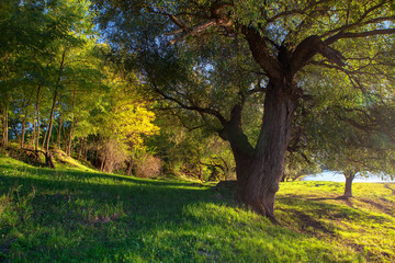 summer nature with big trees 