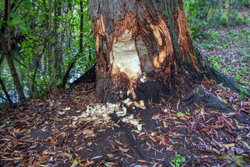details of tree bark destroyed by rodents