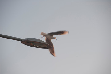 mouette 03