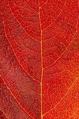 Naklejka na ściany i meble Background of autumn leaves. macro. Fall, red.