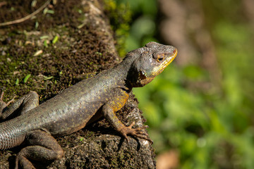 Close up of a Brazilian Collared Lizard on a rock in sunshine, Iguazu Falls, Argentina