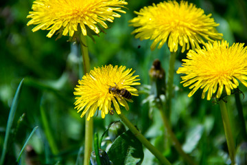 Naklejka premium spring yellow flowers dandelions in green grass. Looks like a background