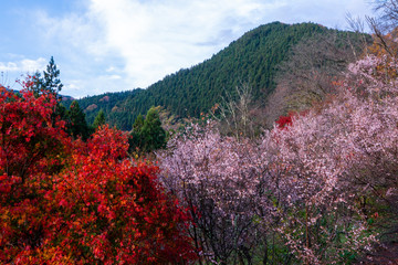 山と冬桜と紅葉
