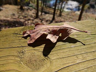 Wide shot of a fallen maple tree resting on top of a log