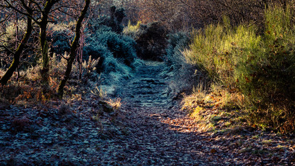 autumn in the forest