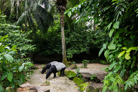 Malayan Tapir eating surrounded by trees - captive setting