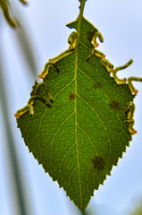green leaf of a tree
